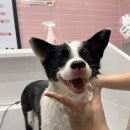 대성펫 | 버블독스 루원시티점 | 강아지 셀프목욕 고민해결