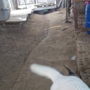 이쁜 댕댕이 이미지