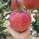 산내농장 이미지