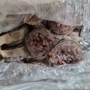 신천꼬마김밥