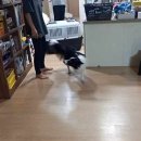 산타펫 - 2280 | 산타펫