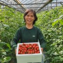 장인농장 | 요요방울토마토 1kg 고당도토마토 고당도방울토마토 다이어트간식 토마토농장 30년장인 당일수확발송