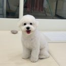 딸기애견미용실 이미지