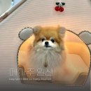 (주)캔소프트 | 강아지패션 놓치지 않고 싶다면 메가주 일산 케이펫페어