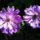 나의살던고향은 이미지