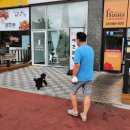 Dog Salon 이미지