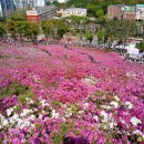 군포철쭉 이미지