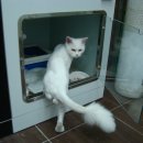 퍼피캣동물병원 이미지