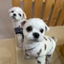 멍테소리 이미지