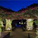 송도 해돋이공원, 장미꽃과 조명이 함께 어우러져 더 아름다워진 밤의 정원 이미지