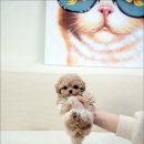 행정타운로 이미지