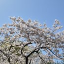 357 | [D+357] 육아일기 &amp; 후기 이유식: 오늘도 벚꽃 산책과 감격스러운 첫 낙서 🎨