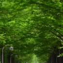 철길숲(학산동) 이미지