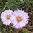 용산배수펌프장 이미지