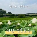 이천 성호호수 연꽃 축제 : 실시간 개화 상황, 주차, 맛집 정보