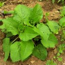 영월농장 이미지