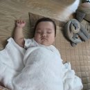 감꽃향흩날리는 이미지