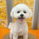 멍그라미 이미지