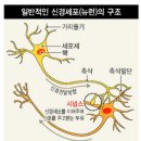 뉴런 이미지