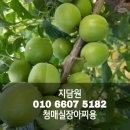 매실