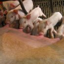 먹어야돼지 이미지