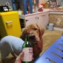 푸들민박 | 덕적도와 소야도! 260219 대형견 동반 1박2일 여행 후기｜대형견과 배 타기 및 대형견동반 숙소펭귄민박...