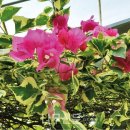 나무와창 이미지