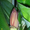 몽키바나나 이미지