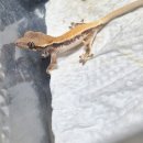 크레스티드 게코 슈퍼푸드 바이탈밀 후기!