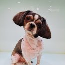 요크독애견샵 이미지