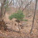 나무한그루 이미지