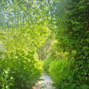 구산면518 | [240515] 옥경이촌국수/구복예술촌/야생유채꽃/틈새라면