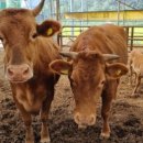 강화한돈영농조합법인 이미지