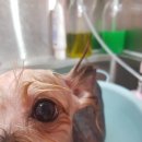 땡큐멍냥 이미지