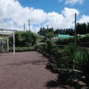 송이마당1198 이미지