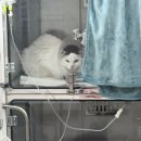 송도종합동물병원 이미지