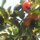 도깨비한의원 이미지