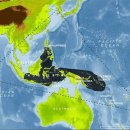 제주연안 연산호 군락지 이미지