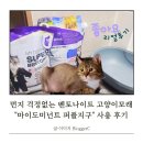 먼지 걱정 없는 벤토나이트 고양이 모래 마이도미넌트 퍼플지구 사용 후기