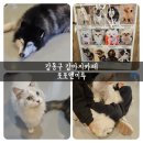 포포앤미루 강동점 | 포포앤미루 : 성내동 강아지카페 방문 후기, 강동구애견카페