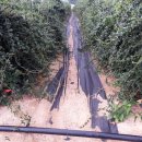 와룡농장 이미지