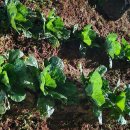 숙연화꽃게장 | 평택게장 찐 맛집, 숙연화 꽃게장 다녀왔습니다