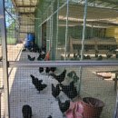 오계농장 이미지