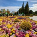 포토뉴스] 가을 왔네, 일산호수공원 '고양가을꽃축제' 이미지