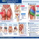 대둔근 Muscle Energy Technique｜근육에너지기법으로 고관절 움직임 조절하기 이미지