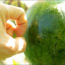 장해농장 이미지