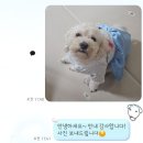 삼화 우수한동물병원 | 인천 동물병원 소래동물병원 인천논현점 강아지 건강검진 후기