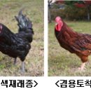 농촌진흥청, ‘우리맛닭’ 종계 분양합니다 이미지