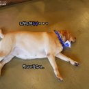 아이러브퍼피 이미지