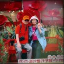 유기농엑스포광장 | 충북 축제 괴산 빨간맛 페스티벌 기본정보 유기농 엑스포 광장 동진천 천만송이 빨간꽃길 여행후기 초청...